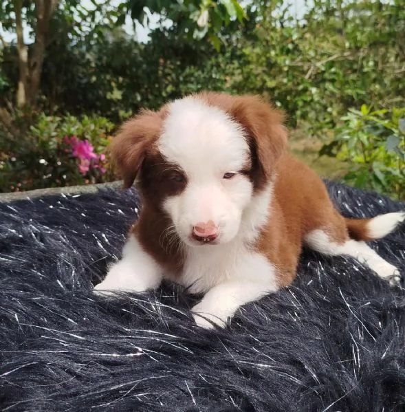 regala cuccioli di Border Collie maschi e femmine | Foto 1
