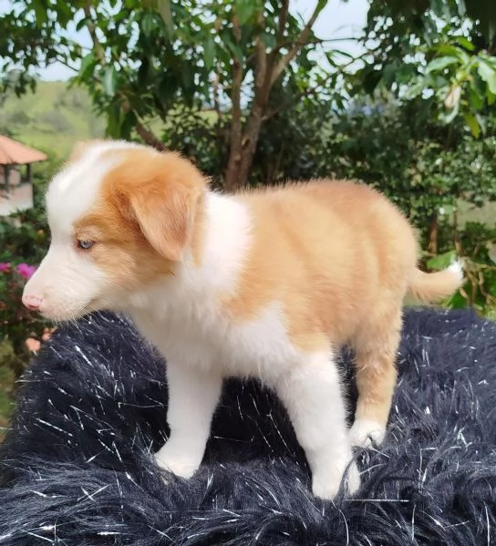 regala cuccioli di Border Collie maschi e femmine