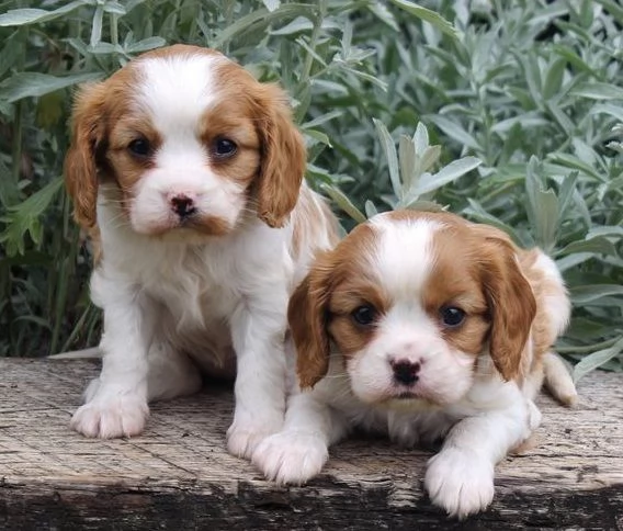 Adorabile cucciolo di cavalier king disponibile per l'adozione!