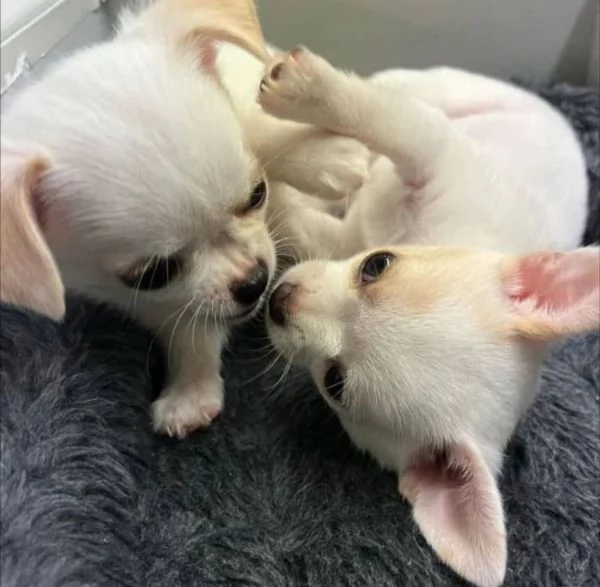 Adorabile cucciolo di chihuahua disponibile per l'adozione!