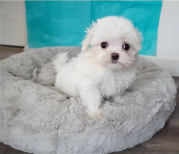 Adorabile cucciolo di maltese disponibile per l'adozione!