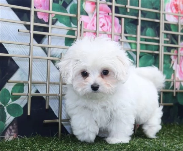 Adorabile cucciolo di maltese disponibile per l'adozione!