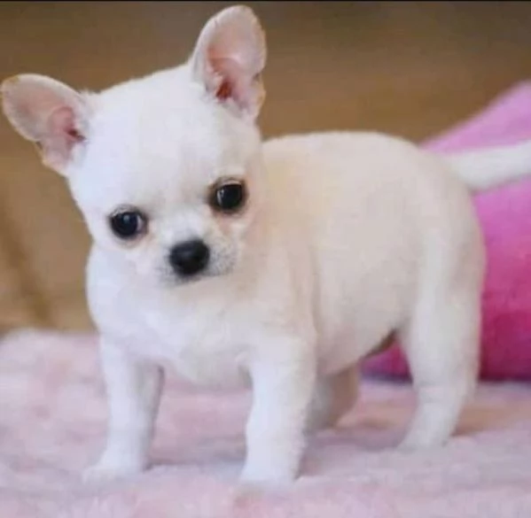 Adorabile cucciolo di Chihuahua disponibile per l'adozione!