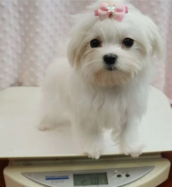 Adorabile cucciolo di maltese disponibile per l'adozione!