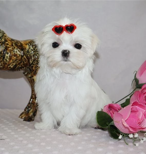 Adorabile cucciolo di maltese disponibile per l'adozione!