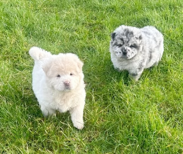 CUCCIOLI DI chow ALLEVATI CON AMORE per adozione