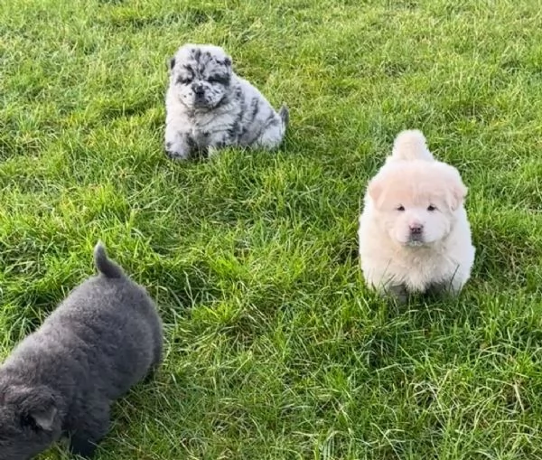 CUCCIOLI DI chow ALLEVATI CON AMORE per adozione