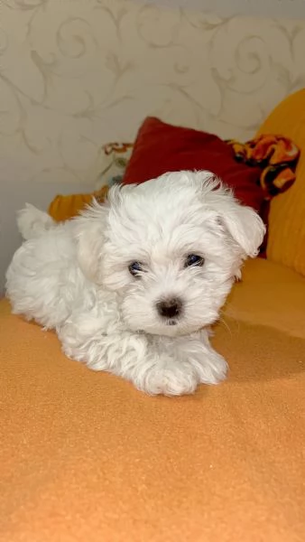 maltese toy 