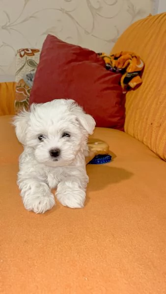 maltese toy  | Foto 2