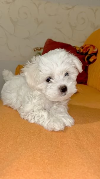 maltese toy  | Foto 1