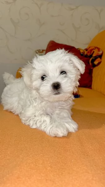 maltese toy  | Foto 0