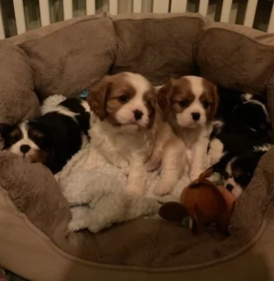 Bellissimi cuccioli di Cavalier King | Foto 0