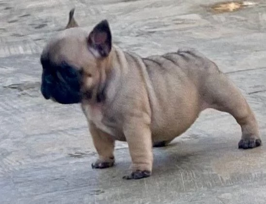 Bouledogue francese 