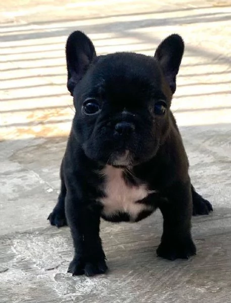 Bouledogue francese  | Foto 6