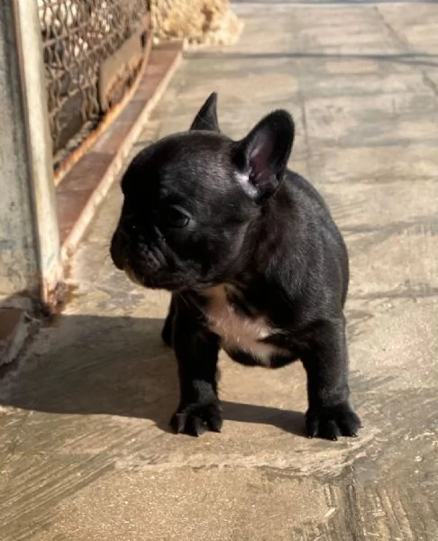 Bouledogue francese  | Foto 5