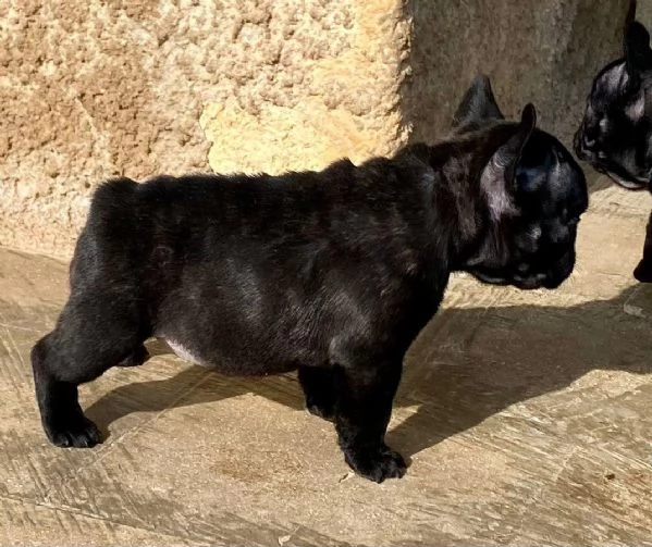 Bouledogue francese  | Foto 4
