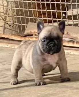 Bouledogue francese  | Foto 1