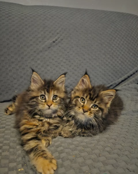 Gattini Siberiano tigrati