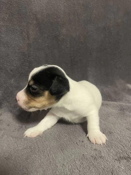 Cuccioli di Jack Russel  | Foto 6