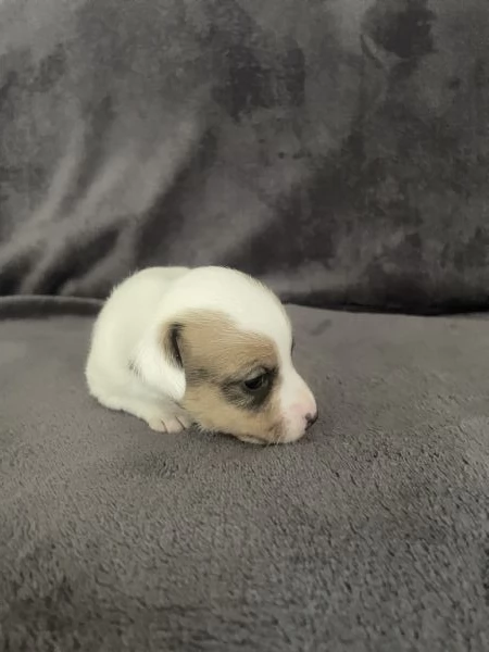 Cuccioli di Jack Russel  | Foto 5