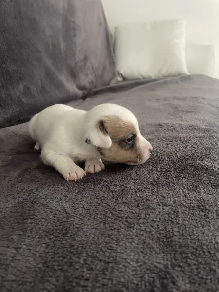 Cuccioli di Jack Russel  | Foto 4