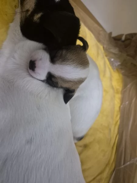 Cuccioli di Jack Russel  | Foto 3