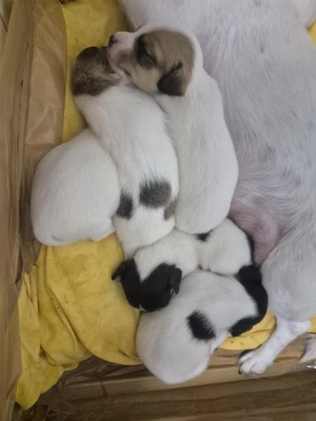 Cuccioli di Jack Russel  | Foto 2