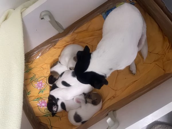 Cuccioli di Jack Russel 