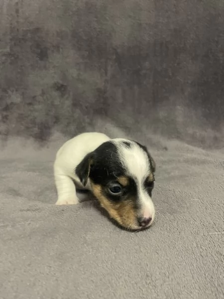 Cuccioli di Jack Russel  | Foto 1