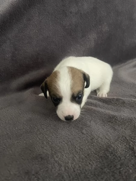 Cuccioli di Jack Russel  | Foto 0