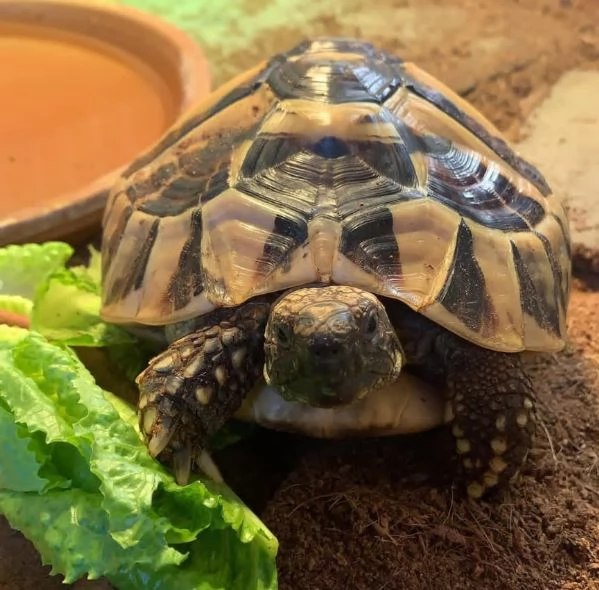 Tartaruga di Hermann in vendita