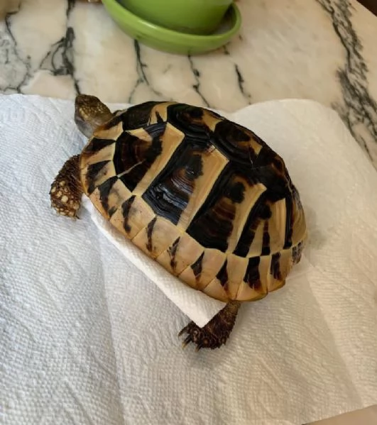 Tartaruga di Hermann in vendita