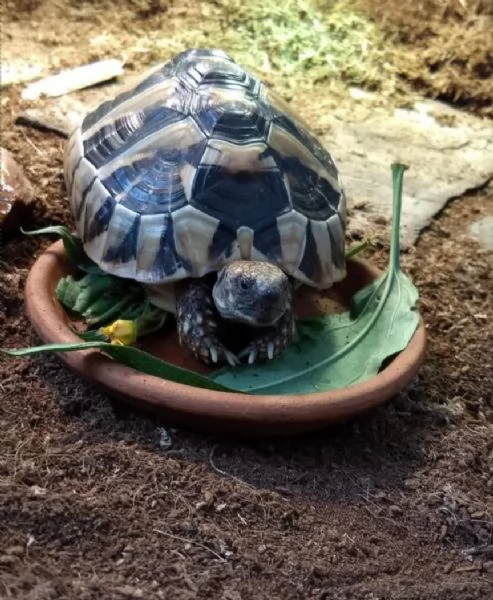 Tartaruga di Hermann in vendita