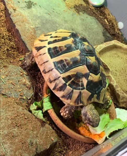 Tartaruga di Hermann in vendita