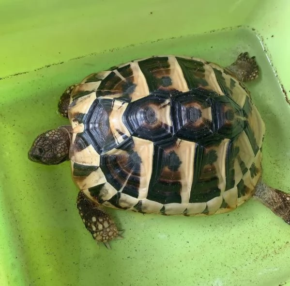 Tartaruga di Hermann in vendita
