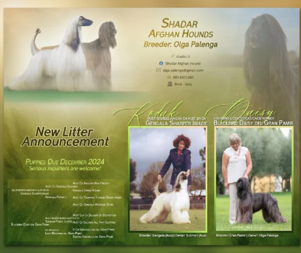 Cuccioli levriero afgano 