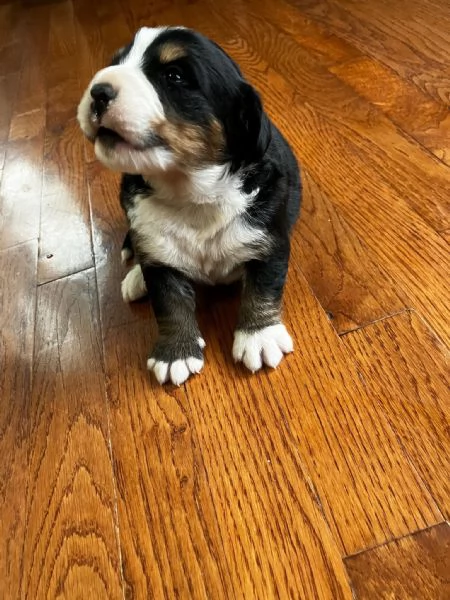 Simpatici cuccioli di montagna bernese 
