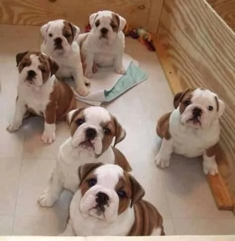 Regalo cuccioli di bulldog inglese femminucce e maschietti 