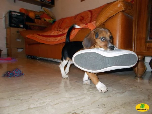 Regalo cuccioli di beagle femminucce e maschietti 