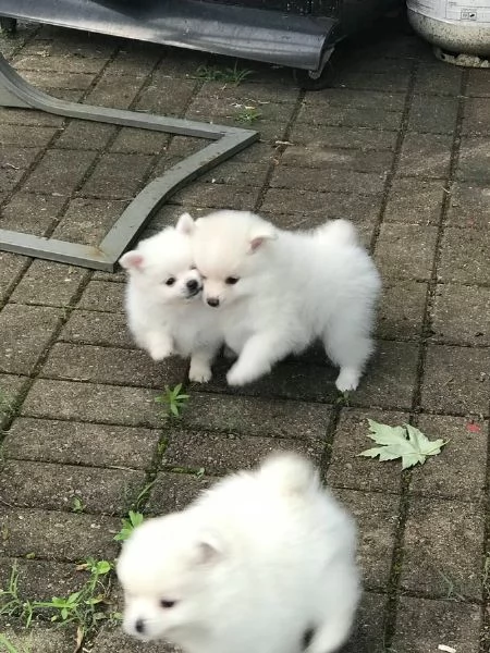 Regalo Cuccioli di pomerania maschio o femmina!!