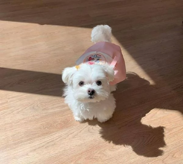 regalo : adorabili cuccioli di maltese toy