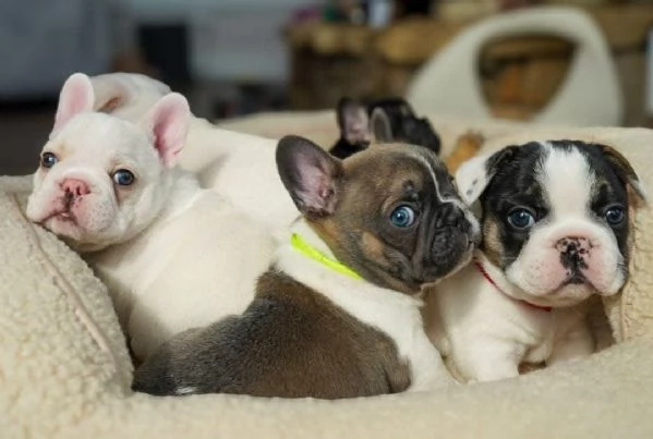 regalo Bouledogue Francese disponibili..