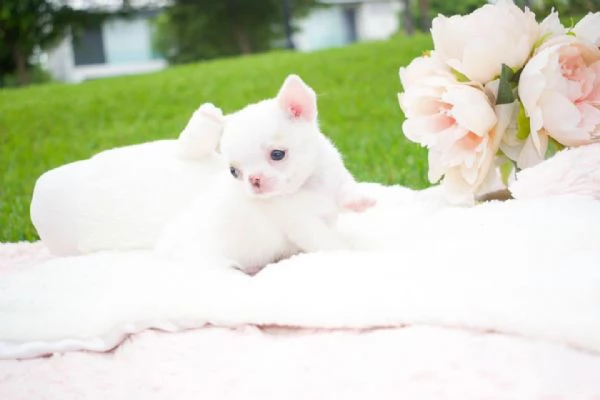 regalo Chichuahua Cuccioli maschi e femmine 