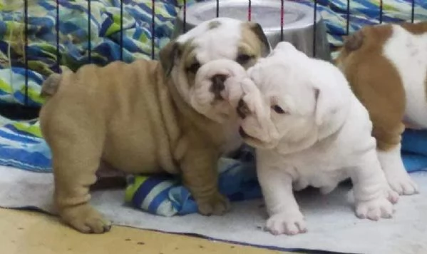 Regalo Disponibili cuccioli di Bouledogue Inglese.