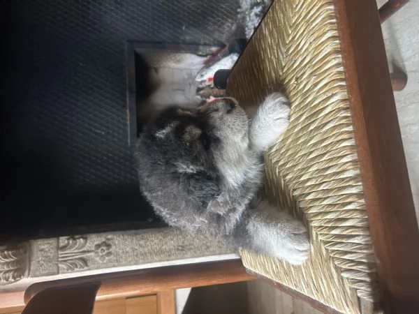 Cuccioli alaskan malumute | Foto 6