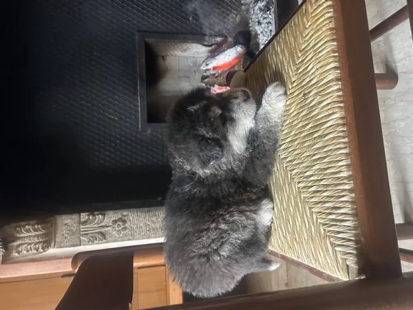 Cuccioli alaskan malumute | Foto 5