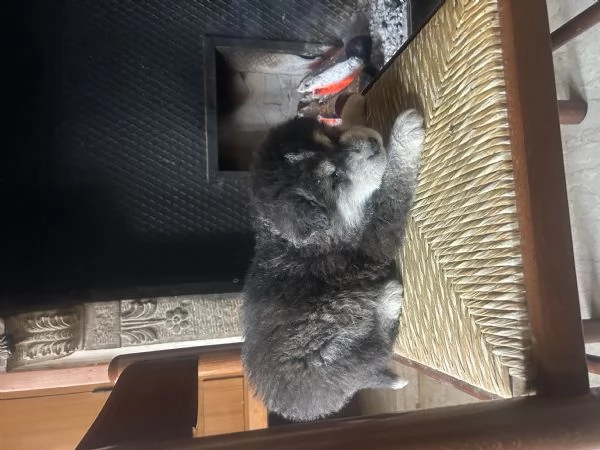 Cuccioli alaskan malumute | Foto 4
