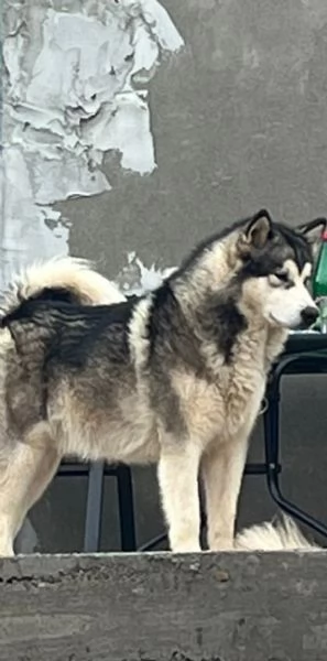 Cuccioli alaskan malumute | Foto 3