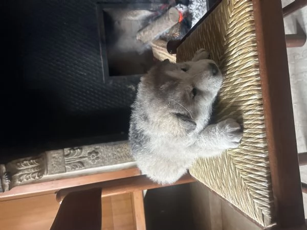 Cuccioli alaskan malumute | Foto 2