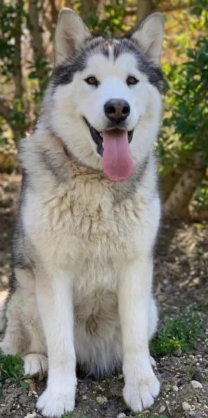 Cuccioli alaskan malumute